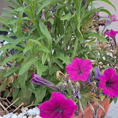 Appartement An&gy House Tursi